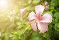 Hibiscus flowers on a green background among the green leaves in the garden