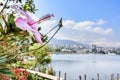 Hibiscus flowers growing beside lake with town in background Royalty Free Stock Photo