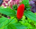 hibiscus flower has not bloomed Royalty Free Stock Photo