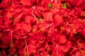 Hibiscus flowers in Kalighat, Kolkata Royalty Free Stock Photo