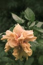 Hibiscus flowers - orange flower Royalty Free Stock Photo