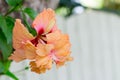 Hibiscus flowers - orange flower Royalty Free Stock Photo