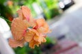 Hibiscus flowers - orange flower Royalty Free Stock Photo