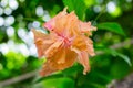 Hibiscus flowers - orange flower Royalty Free Stock Photo