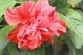 Hibiscus flowers - orange flower in the nature Royalty Free Stock Photo