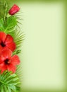 Hibiscus flowers and palm leaves in tropical border arrangements Royalty Free Stock Photo