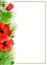 Hibiscus flowers and palm leaves in tropical border arrangements Royalty Free Stock Photo