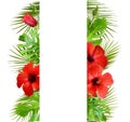 Hibiscus flowers and palm leaves in tropical border arrangements Royalty Free Stock Photo