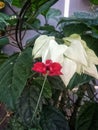 hibiscus flowers in red, white and green are so beautiful enchanting