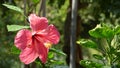 Hibiscus flowers at Sa dec town, Thap, Vietnam