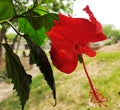 Hibiscus flowers and seed oils are widely used in food, cosmetic, and pharmaceutical formulations