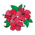 Hibiscus flowers. Stock vector illustration eps10, outline hand drawing.