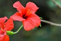 Hibiscus flowers in the sunny day, Tenerife, Canary islands, Spain Royalty Free Stock Photo