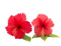 Hibiscus flowers