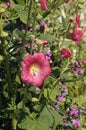 HIBISCUS FLOWERS IN VARIOUS COLOURS