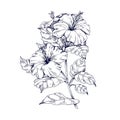 Hibiscus flowers, vintage botanical engraving, drawing. Outlined contoured floral plant drawn in retro style. Handdrawn