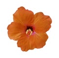 Hibiscus flowers on a white background Royalty Free Stock Photo