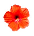 Hibiscus flowers on a white isolated background Royalty Free Stock Photo