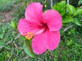 Hibiscus fragilis mandrinette thailand flower red beatifull