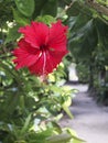 Hibiscus Fukugi Namiki Royalty Free Stock Photo