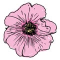 Hibiscus furcellatus Sketch. Flower Vector Hand Drawn Illustration. Botanical Illustration Sketch. Hibiscus colorful