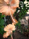 Hibiscus in the garden of the house