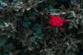 Hibiscus in the gardens Royalty Free Stock Photo