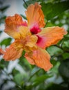 Hibiscus in the gardens Royalty Free Stock Photo