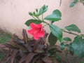 Erra Mandaram English: Red Hibiscus