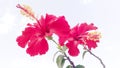 Hibiscus gudahal flowers