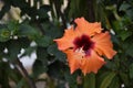 Orange Hibiscus Flower