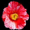 Hibiscus is a genus of flowering plants in the mallow family, Malvaceae.