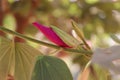 Pink Hibiscus flower bud - blooming flower close up Royalty Free Stock Photo