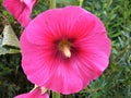 Garden flower - Hibiscus