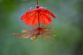 Hibiscus grandidieri tropical red flowering plant, beautiful flowers in bloom, also called Red Chinese Lantern Hibiscus Royalty Free Stock Photo