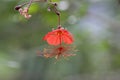 Hibiscus grandidieri tropical red flowering plant, beautiful flowers in bloom, also called Red Chinese Lantern Hibiscus Royalty Free Stock Photo