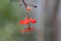 Hibiscus grandidieri tropical red flowering plant, beautiful flowers in bloom, also called Red Chinese Lantern Hibiscus Royalty Free Stock Photo