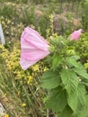 Hibiscus grandiflorus Royalty Free Stock Photo