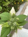 Hibiscus grandiflorus Royalty Free Stock Photo
