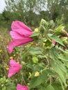 Hibiscus grandiflorus Royalty Free Stock Photo