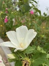 Hibiscus grandiflorus Royalty Free Stock Photo