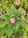 Hibiscus grandiflorus Royalty Free Stock Photo