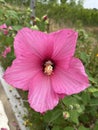 Hibiscus grandiflorus Royalty Free Stock Photo