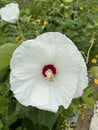 Hibiscus grandiflorus Royalty Free Stock Photo