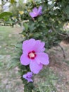 Hibiscus grandiflorus Royalty Free Stock Photo