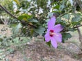 Hibiscus grandiflorus Royalty Free Stock Photo