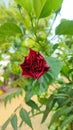 Hibiscus, Gudhal Flower Red color isolated green leaves Royalty Free Stock Photo