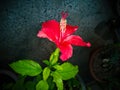 Hibiscus Gurhal blooming flower and green leaves in the garden Royalty Free Stock Photo