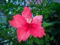 Hibiscus Gurhal blooming flower and green leaves in the garden Royalty Free Stock Photo