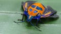 Hibiscus Harlequin Bug or Cotton Harlequin Bug, Tectocoris diophthalmus, female Gold Coast Australia wide image